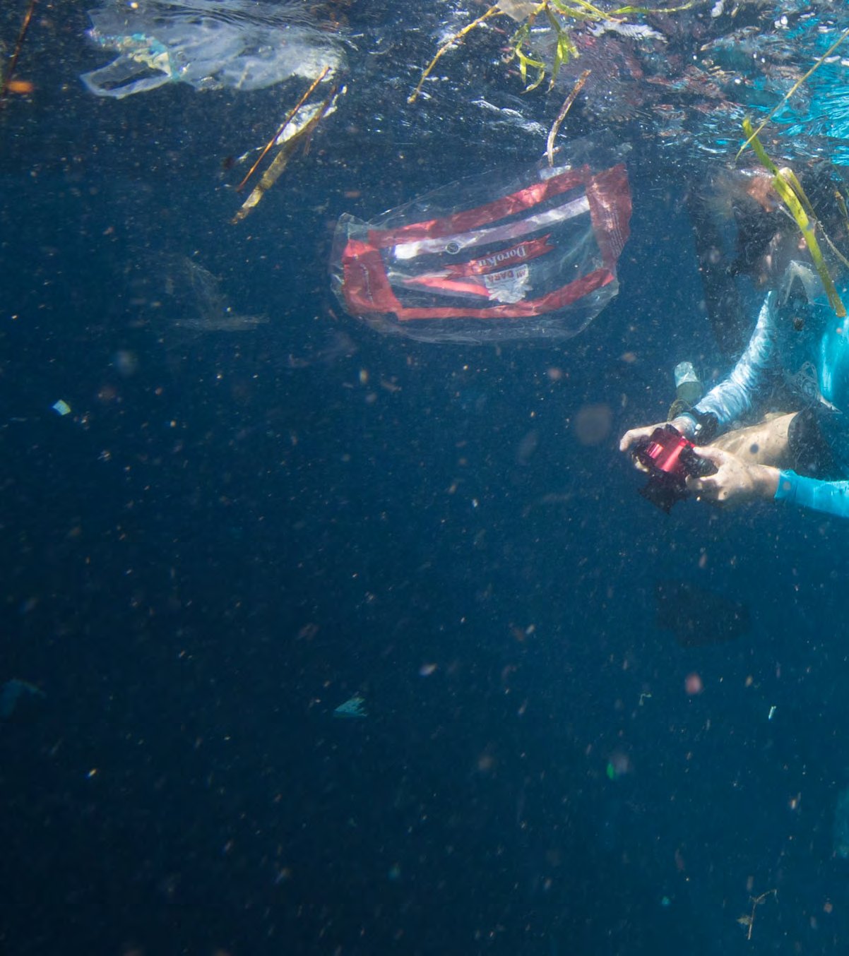 Samples collected at a manta feeding ground show microplastics mixed with manta food