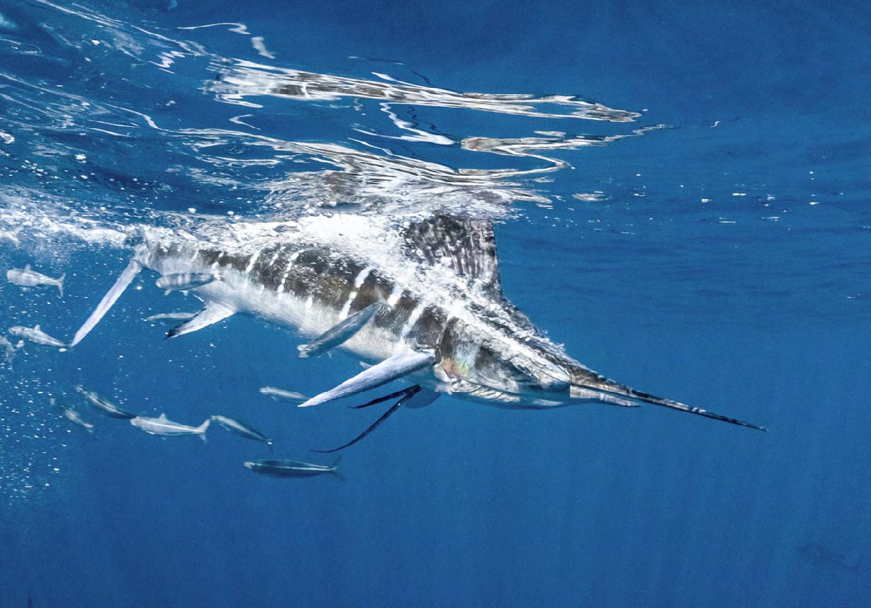 A striped marlin swimming just below the surface among small fish