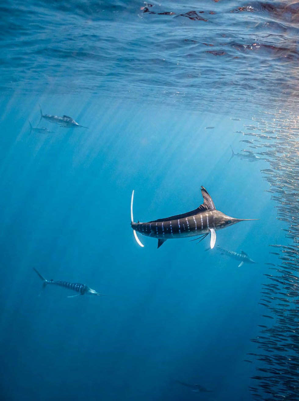 Striped marlin