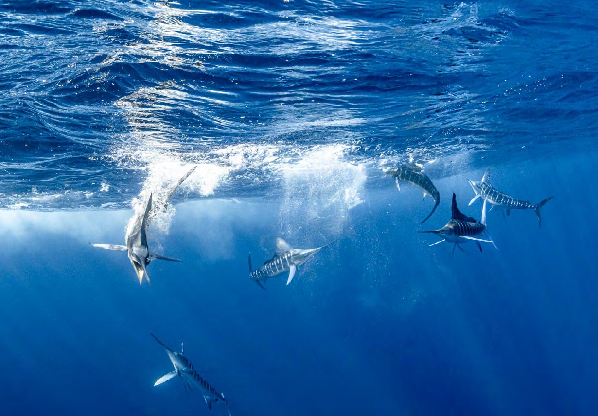 Striped marlin