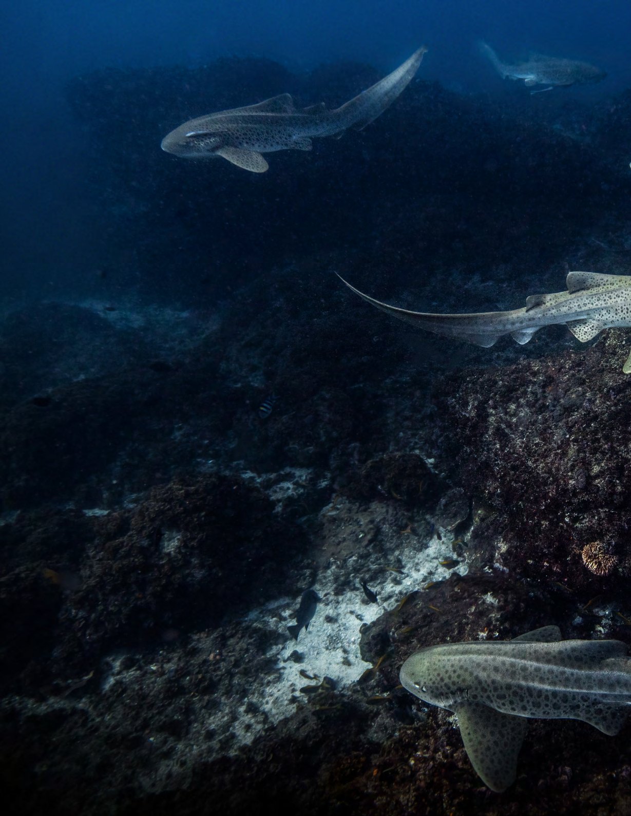 Free-swimming leopard shark aggregation at Julian Rocks