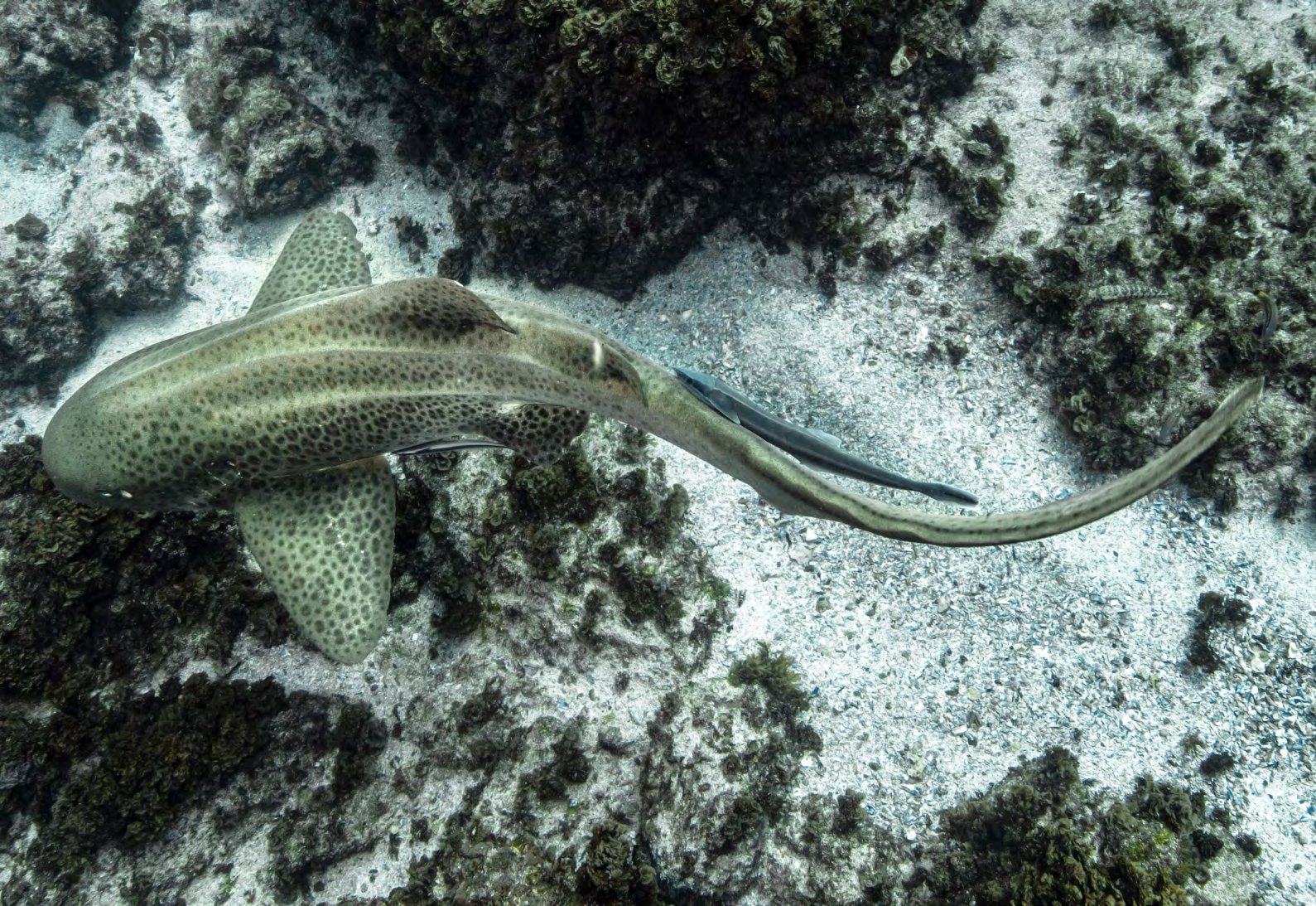 Adult and baby leopard shark color patterns