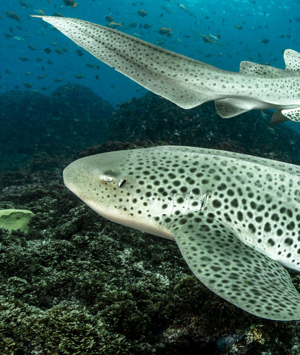 Leopard shark at Julian Rocks