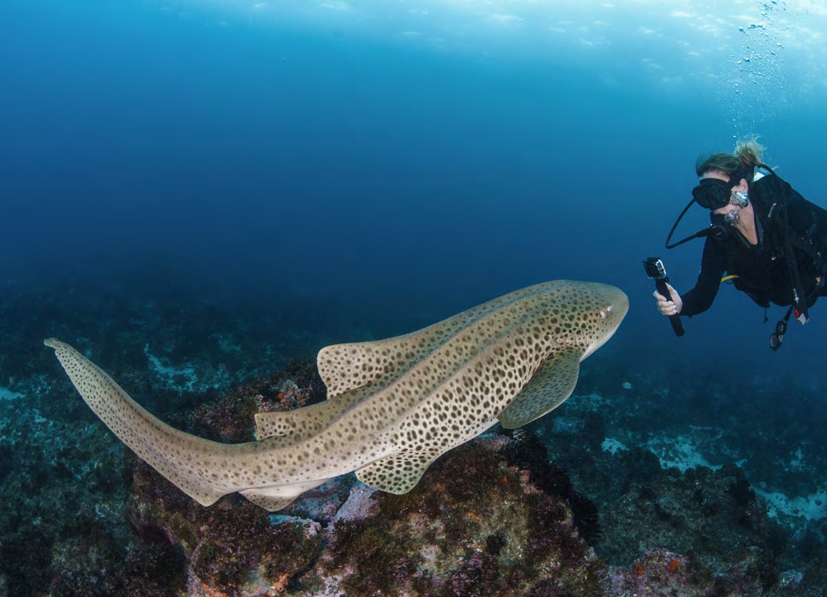 Divers with friendly leopard sharks at Julian Rocks