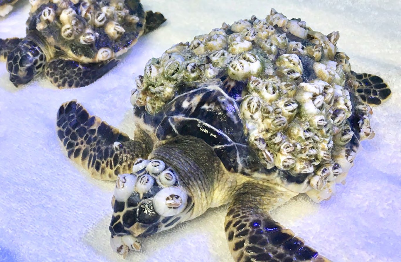 Entangled juvenile hawksbill turtle