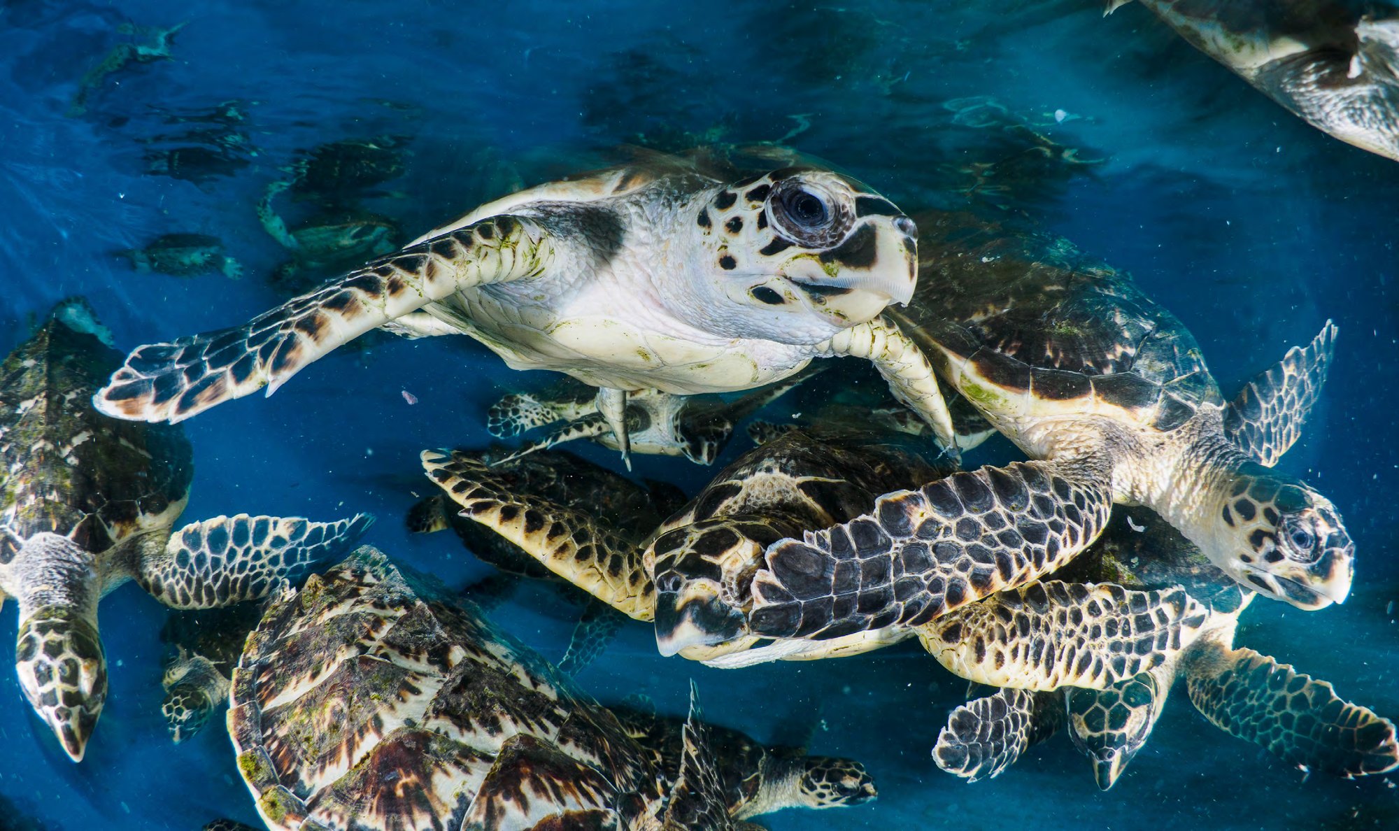 Juvenile hawksbill turtles, rehabilitated and ready for release