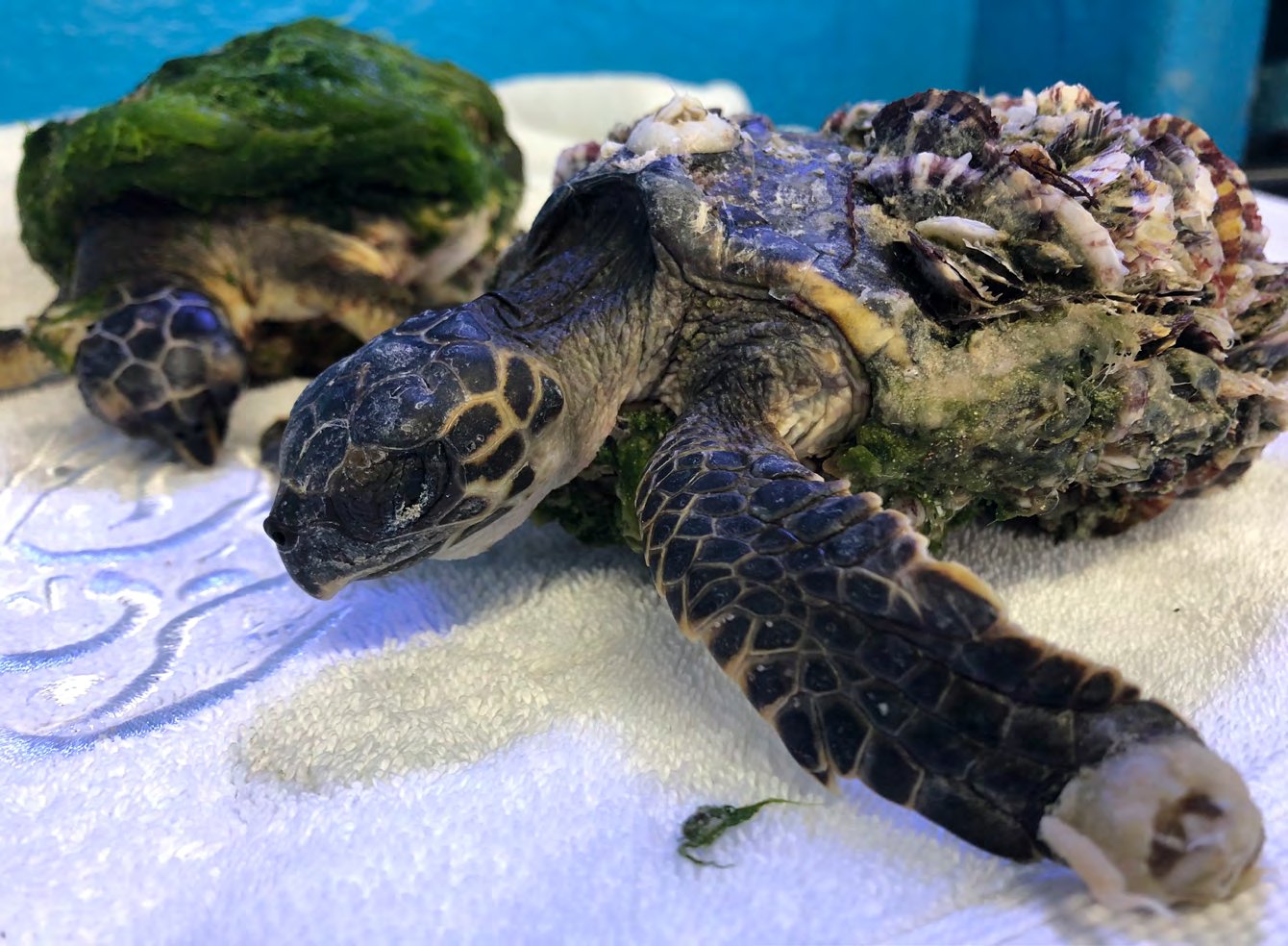 Cold-shocked juvenile hawksbill turtles