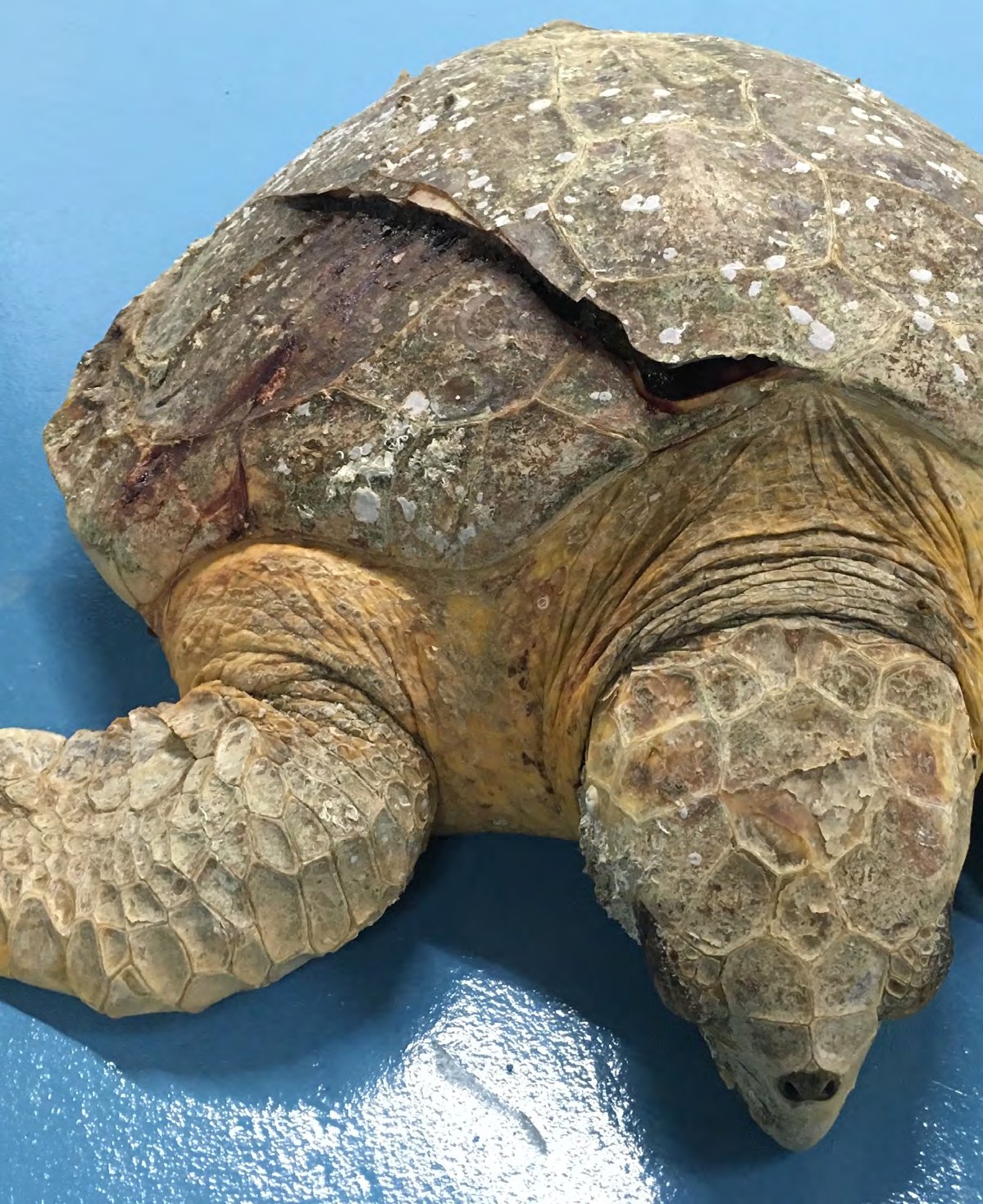 Loggerhead turtle recovery after being crushed in the intake pipe of a desalination plant