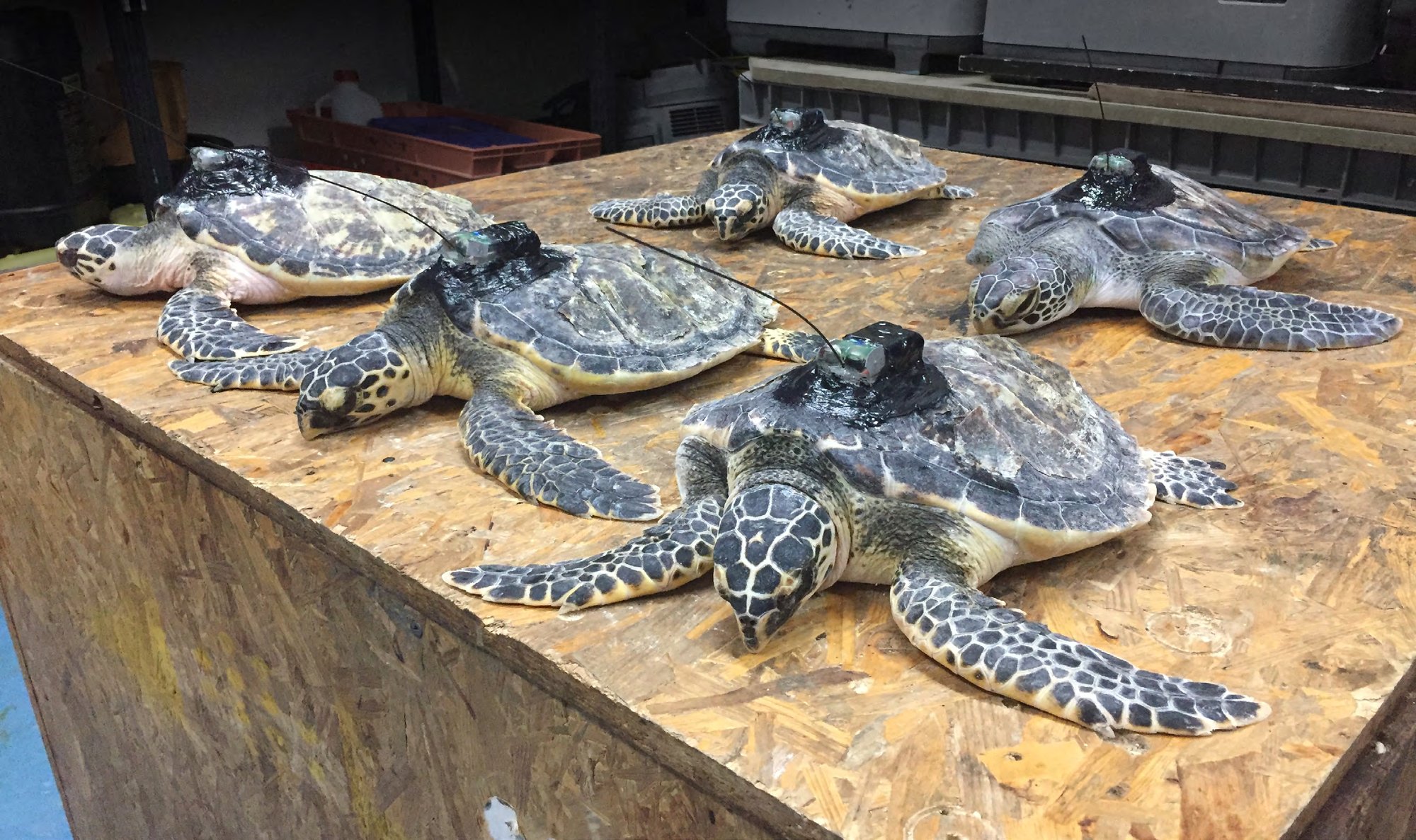 Hawksbill and green turtles fitted with satellite tags, ready for release