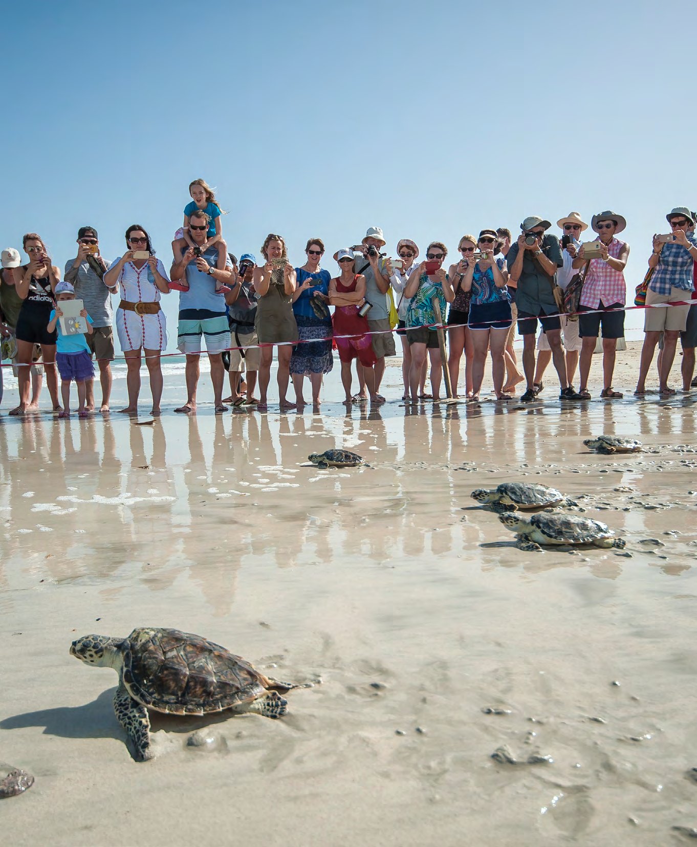 Rehabilitated sea turtles crawl toward the sea on a release day in Dubai, watched by a crowd on the beach