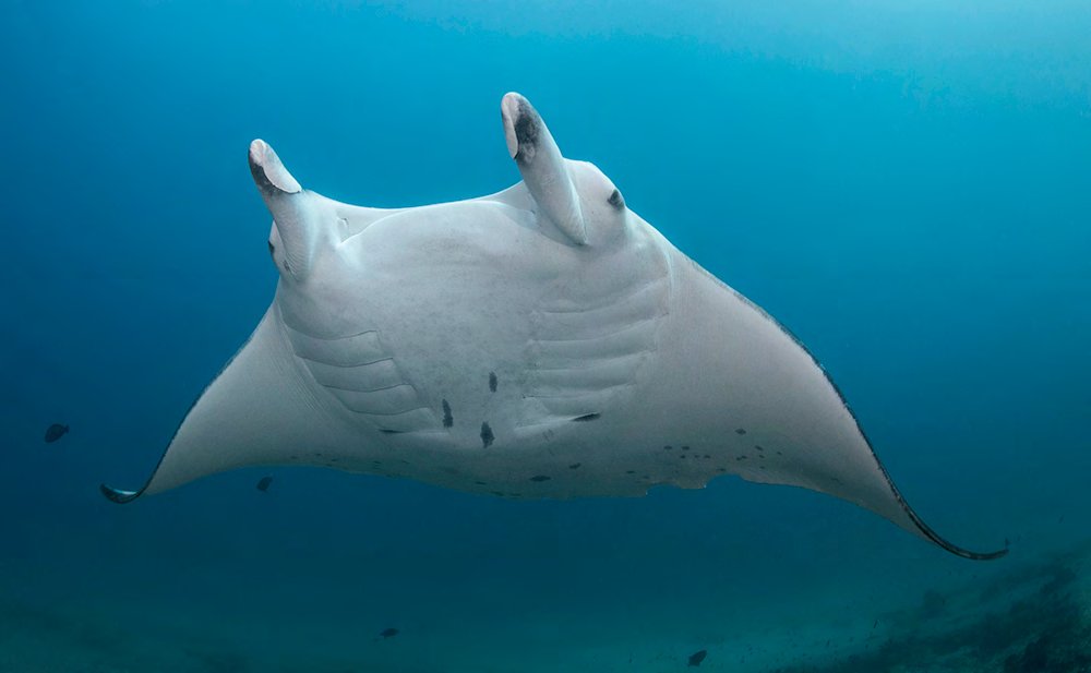 Reef mantas over the reef at Závora