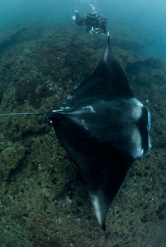 Preparing to laser-measure a manta ray