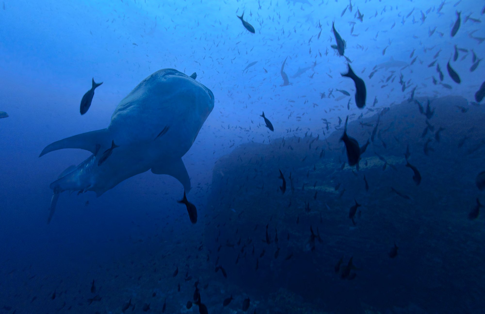 A whale shark cruises past the platform at Darwin