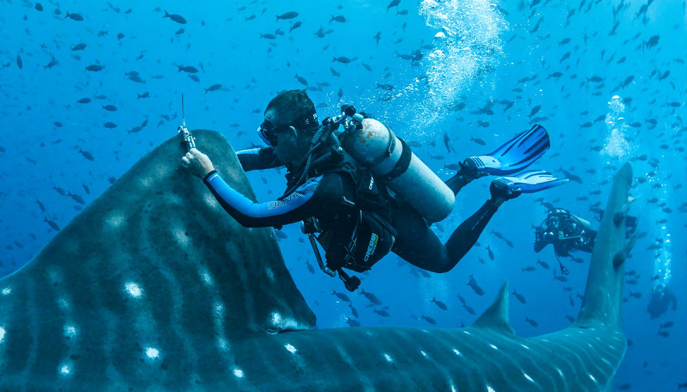 Whale shark in a fish school at Wolf Island