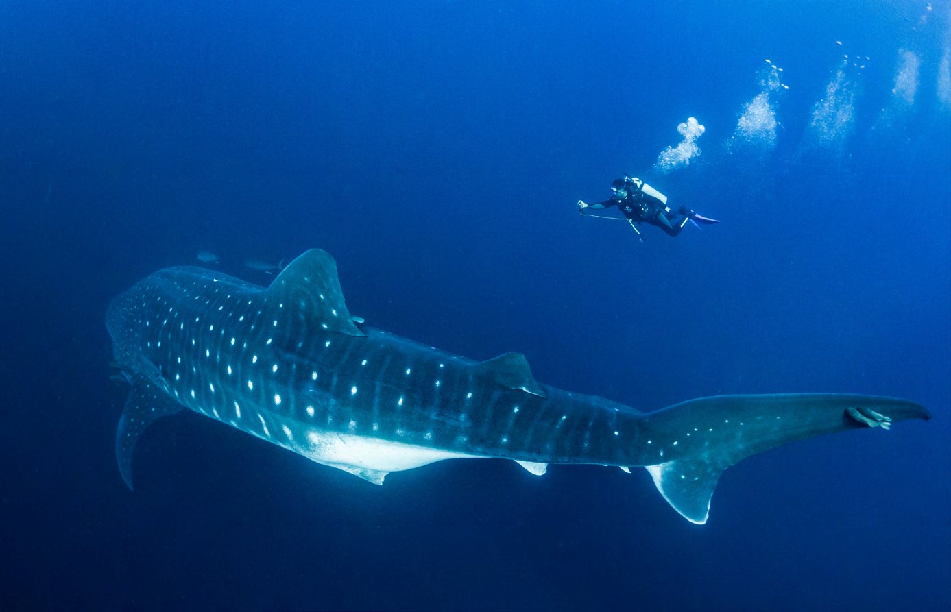 Diver (Viko) and adult female whale shark