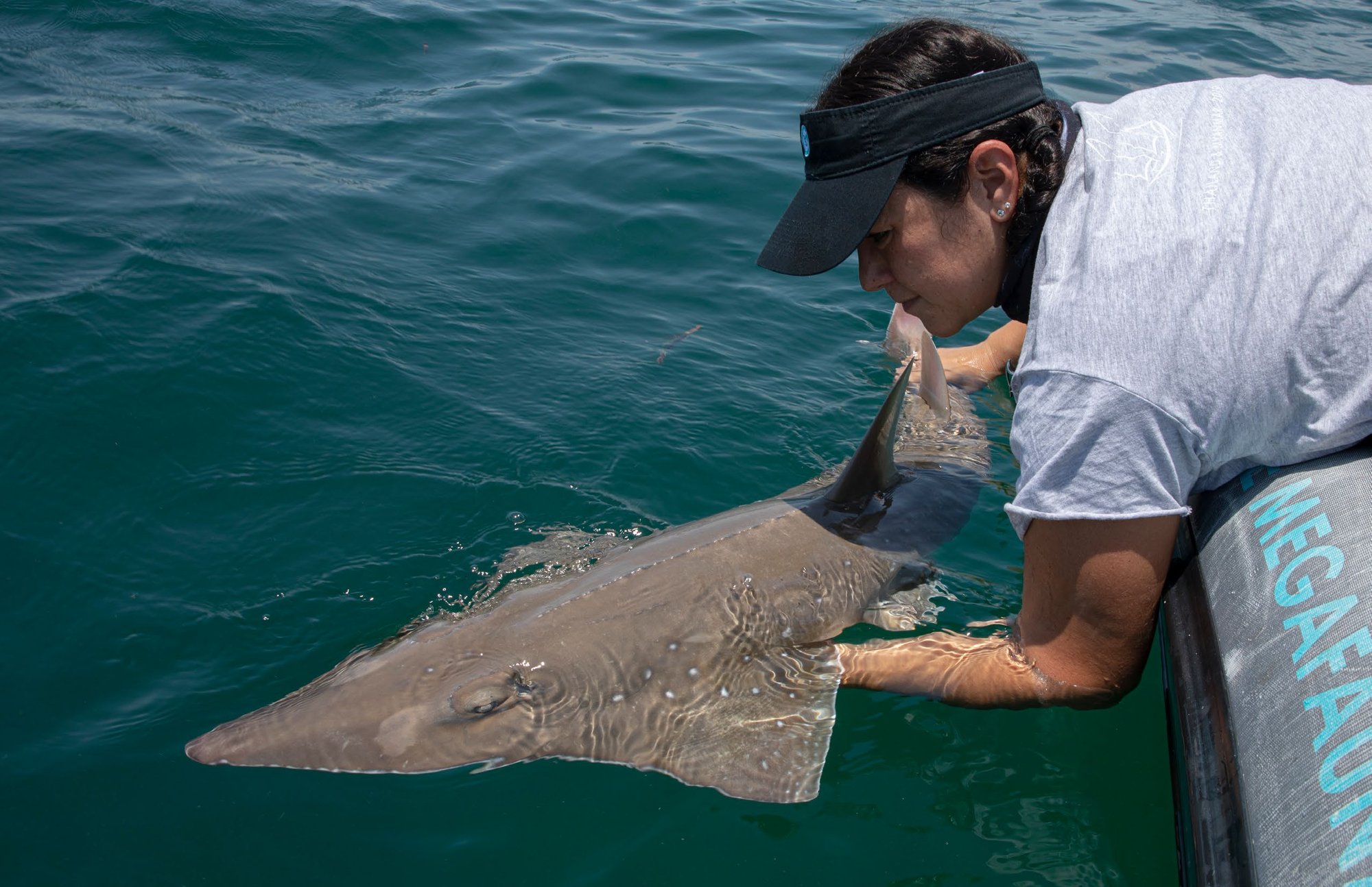 Andrea releasing a tagged bottlenose wedgefish