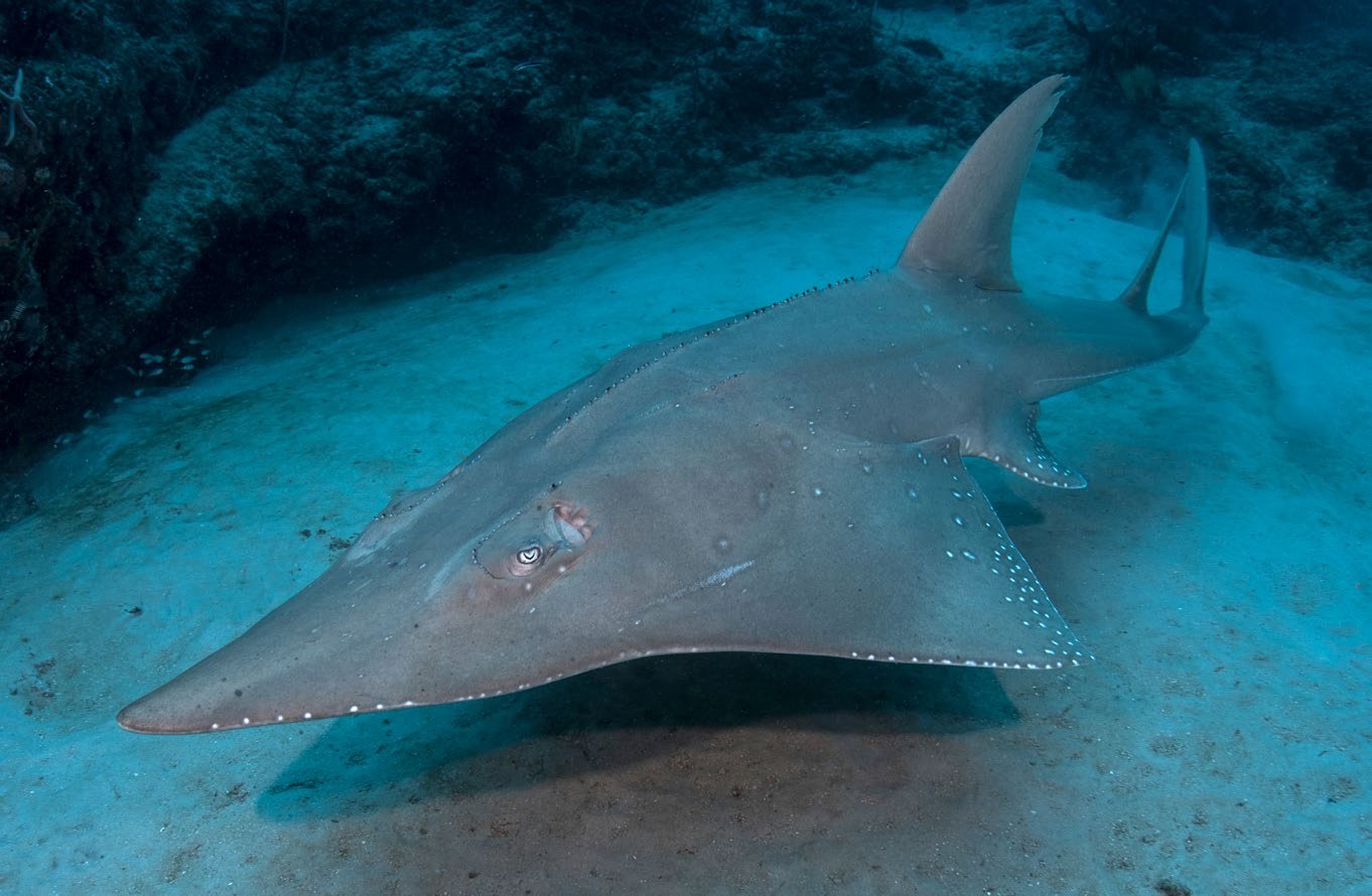 The unique sharkray, or bowmouth guitarfish