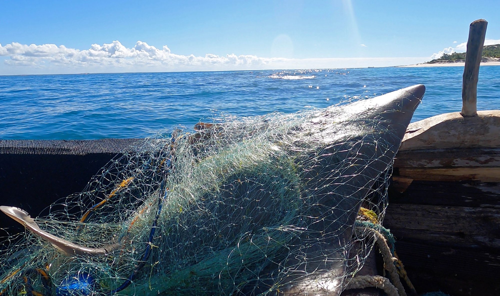 An entangled wedgefish in Mozambique (subsequently released)