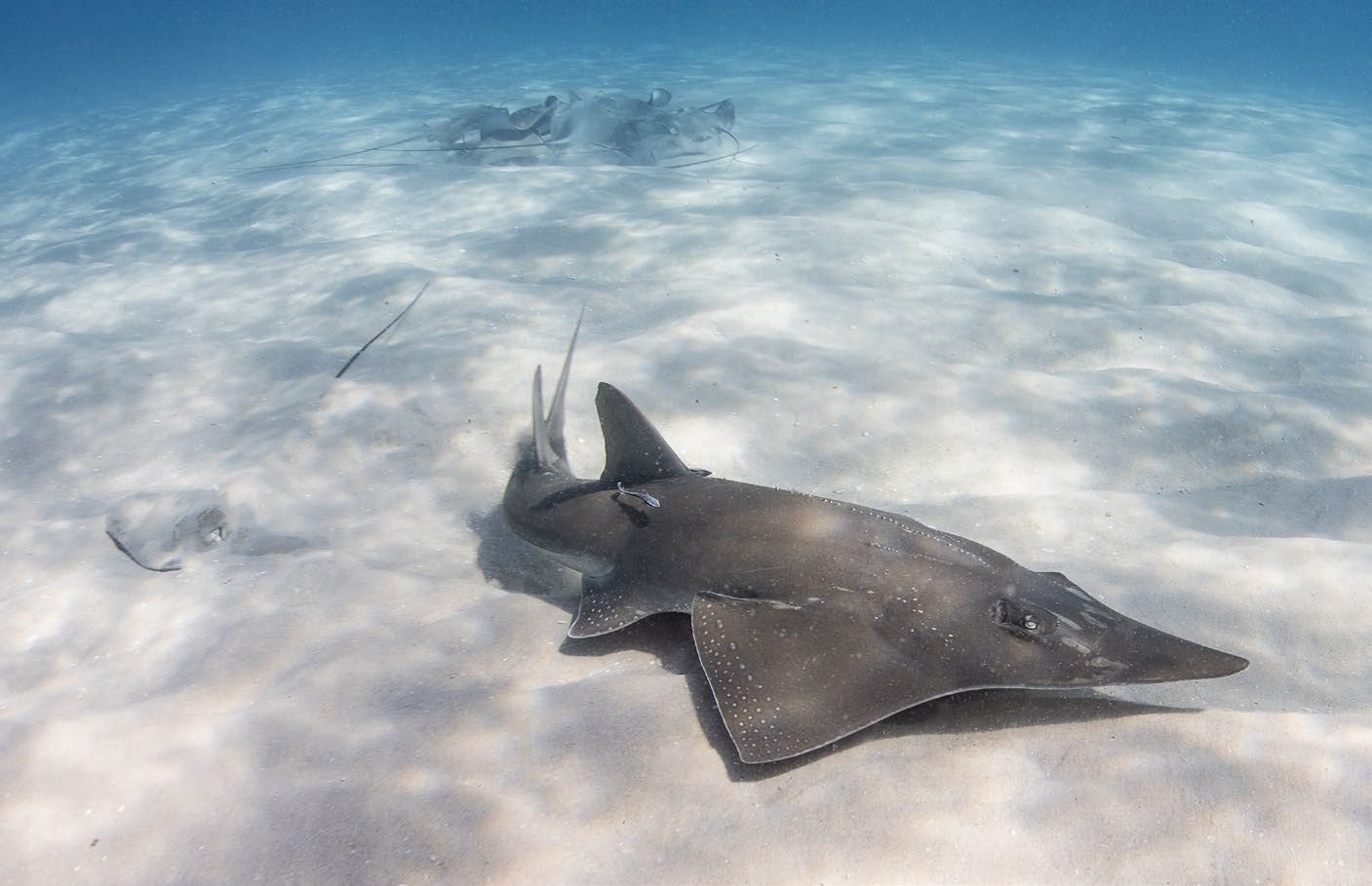 Wedgefish and whiprays in the shallows of Bazaruto