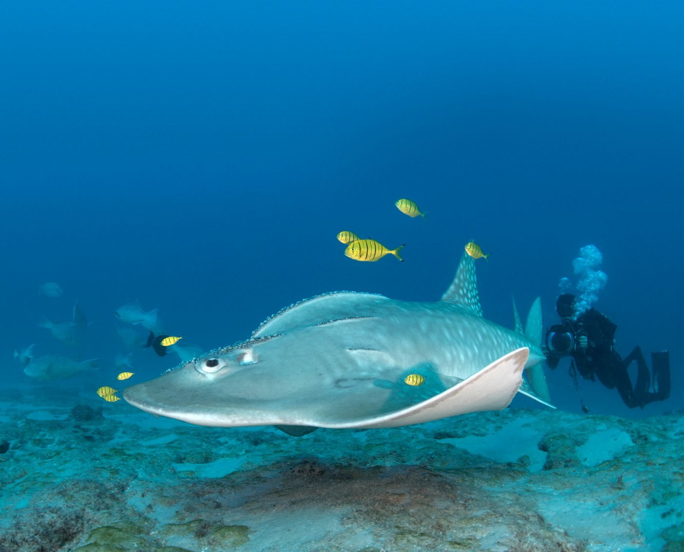 Janneman filming a sharkray, with accompanying golden trevally