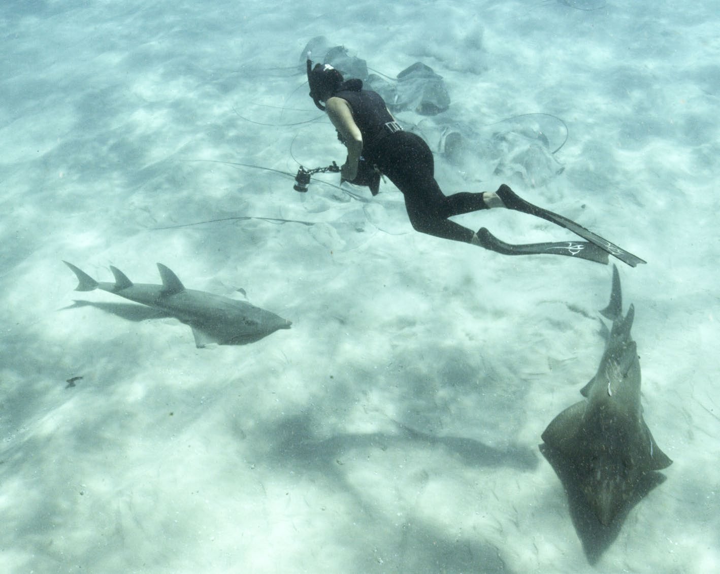 Andrea photo-identifying wedgefish
