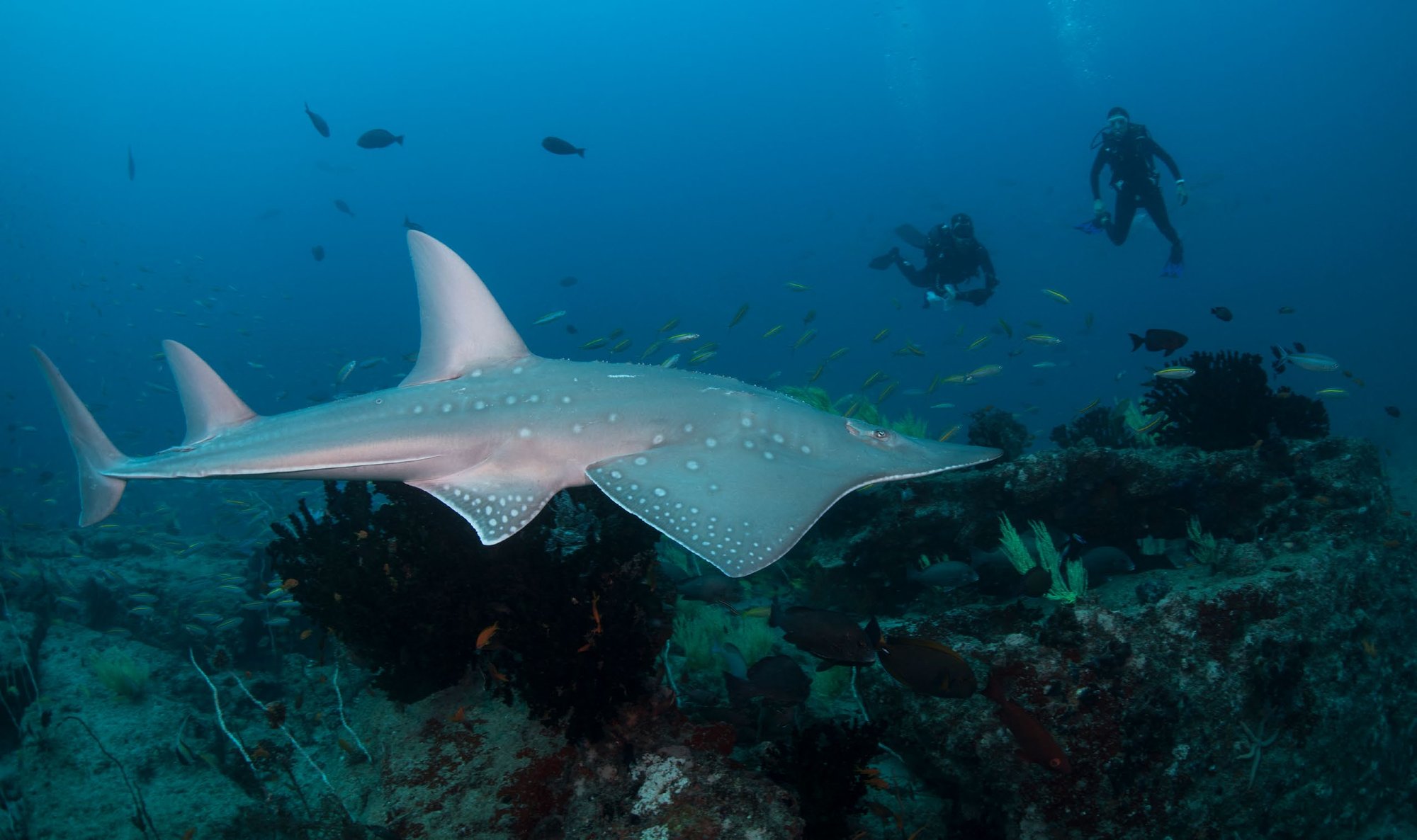 Wedgefish and divers on a deeper reef