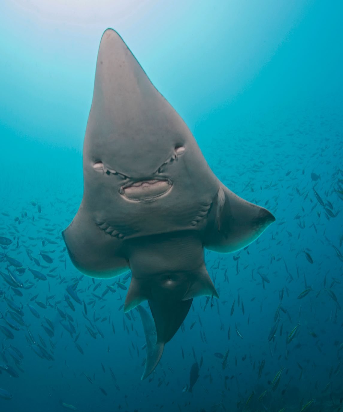 Wedgefish swimming overhead
