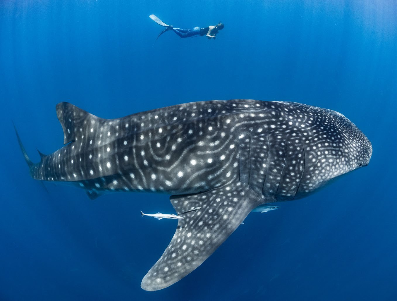Stella and whale shark off Nosy Be