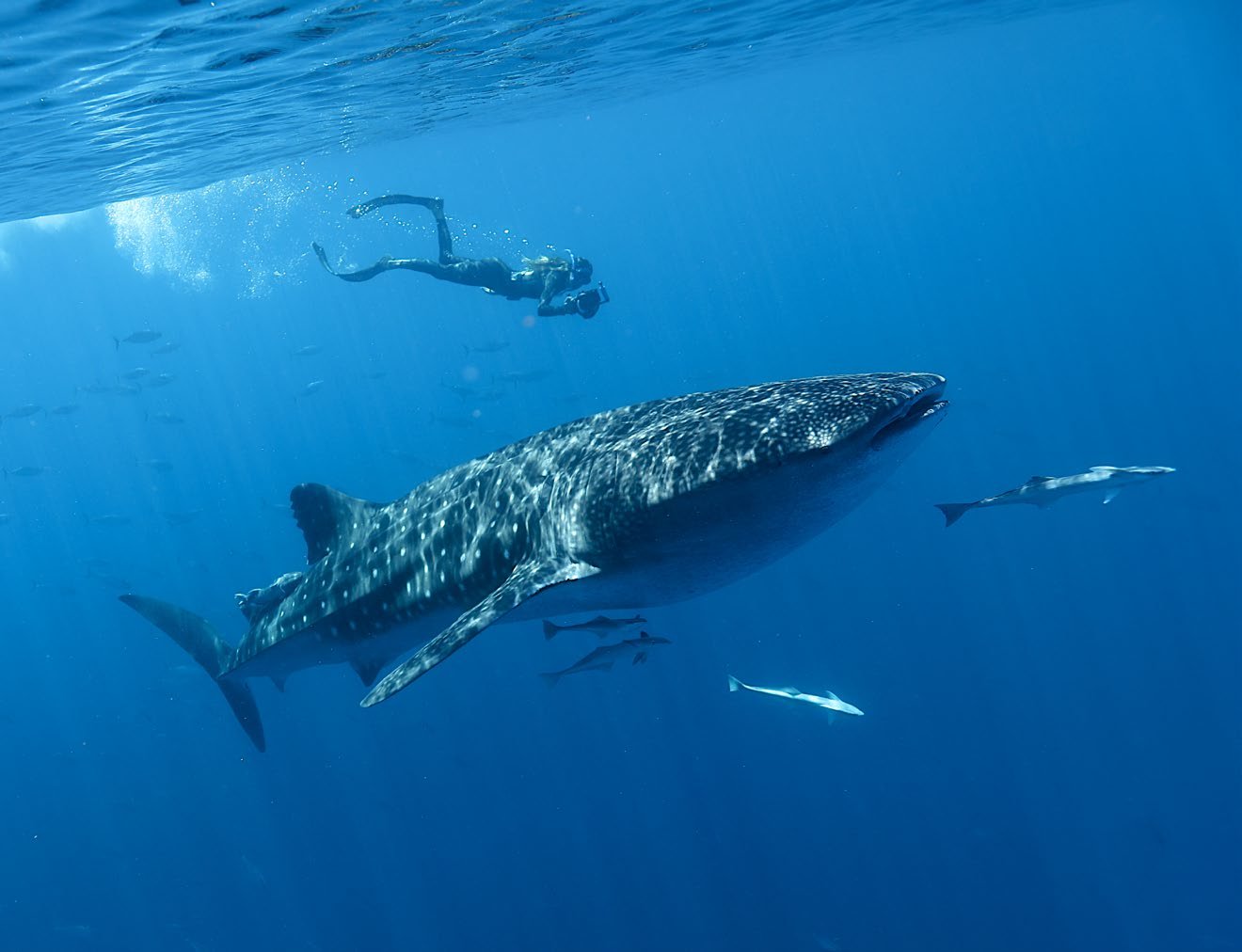 Stella photo-identifying a whale shark