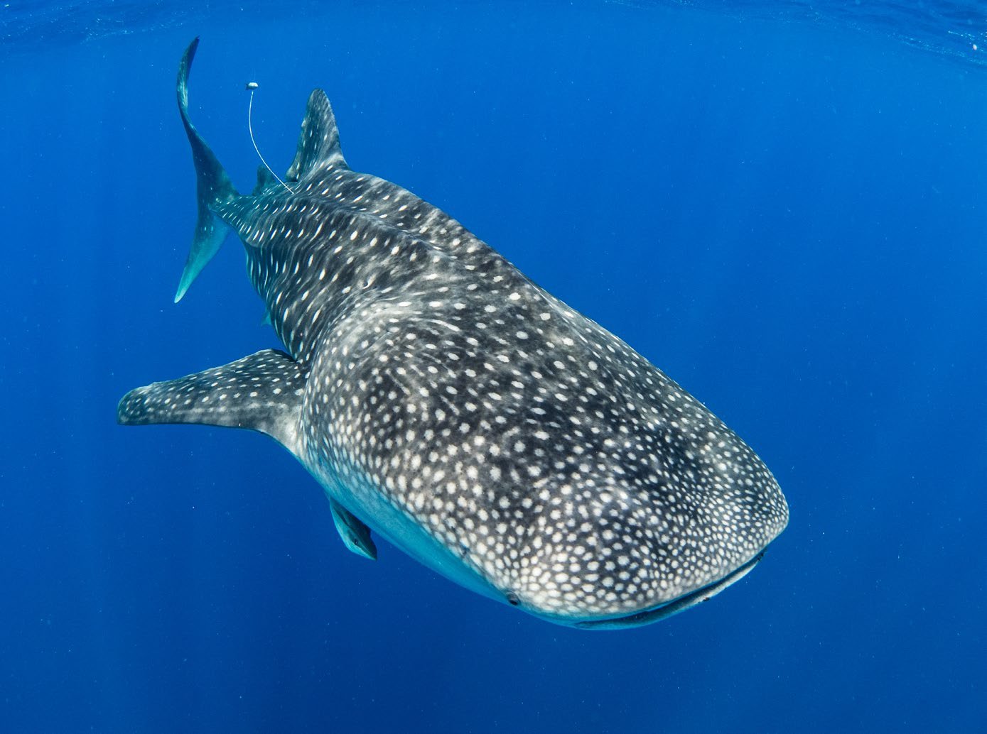 A satellite-tagged whale shark off Nosy Be