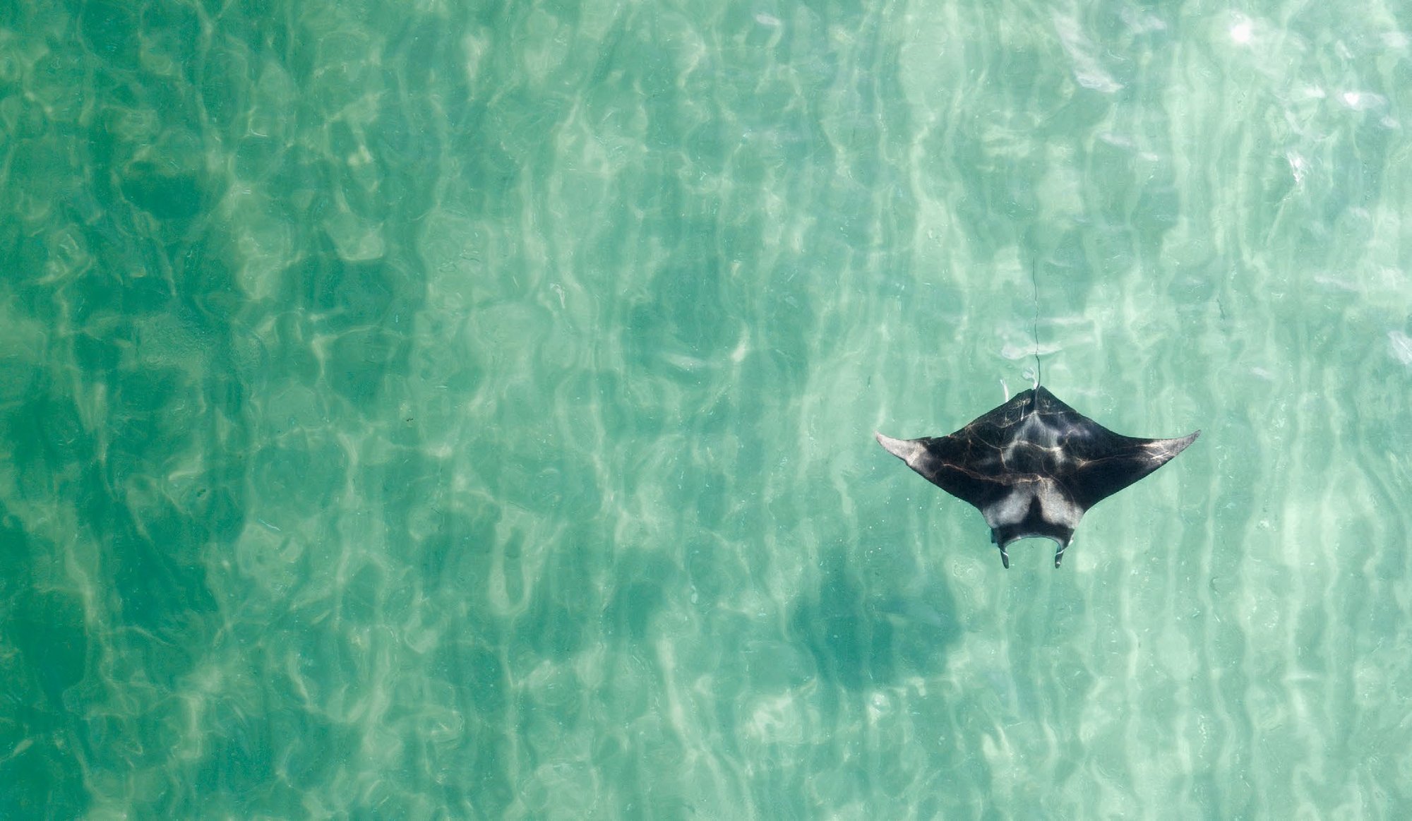 Drone view of a cruising manta ray