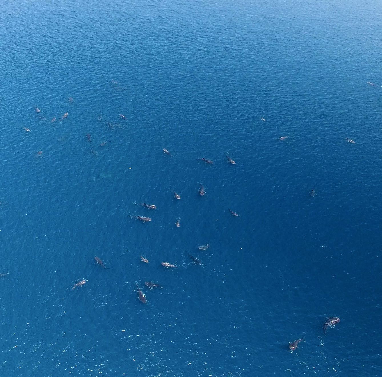 Whale shark aggregation off Qatar