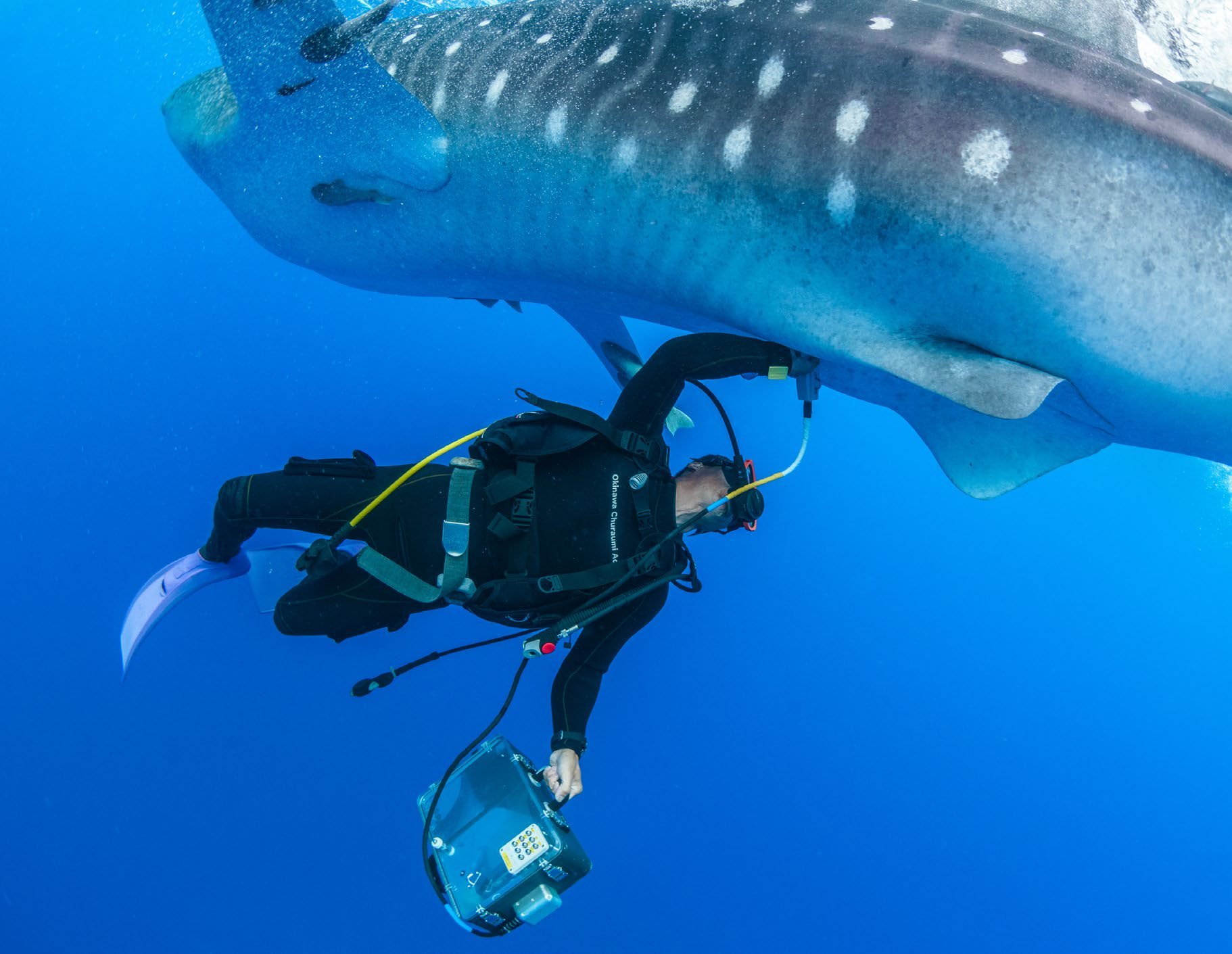 Dr. Rui Matsumoto ultrasounding a female whale shark