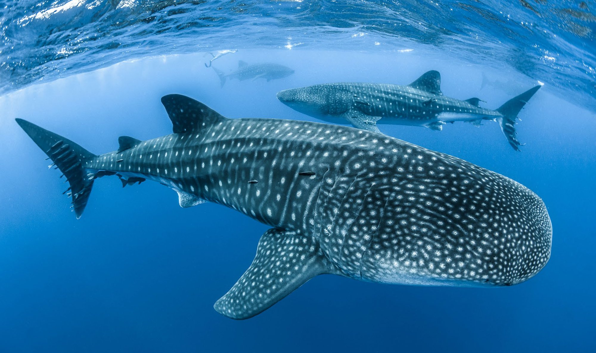 Whale shark aggregation at St Helena Island