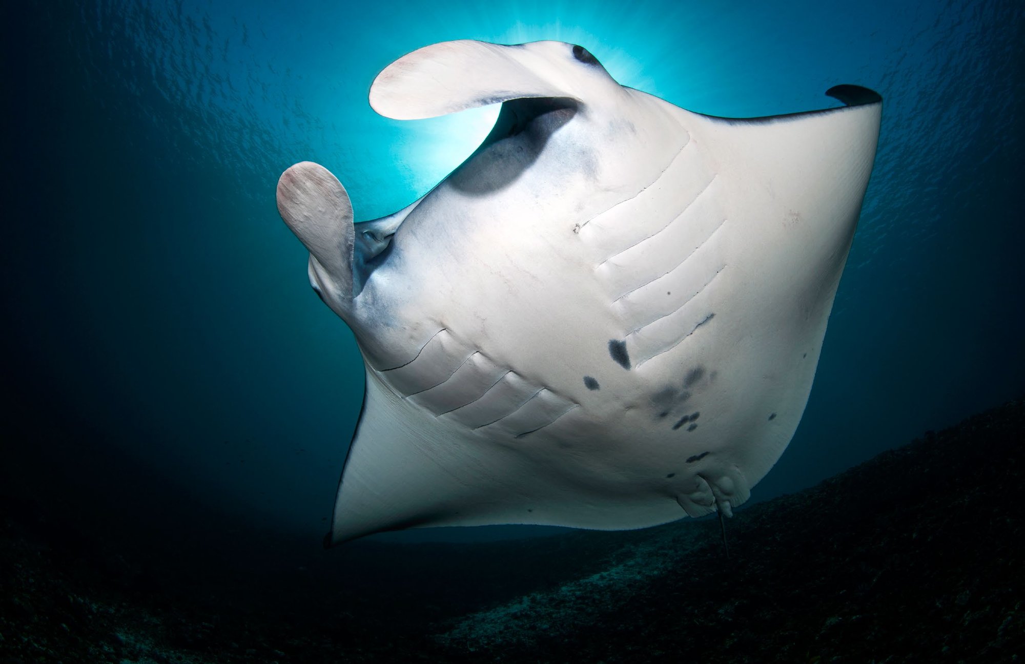 Curious Komodo manta ray. Photo by Jerry Arriaga