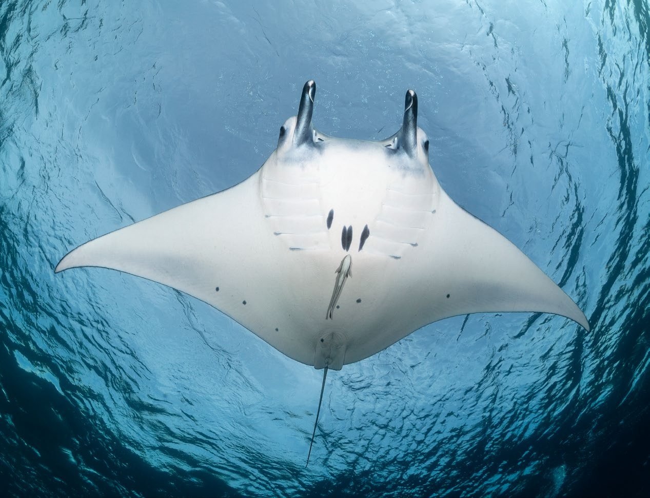 Manta ray at the surface. Photo by Debbie Arriaga