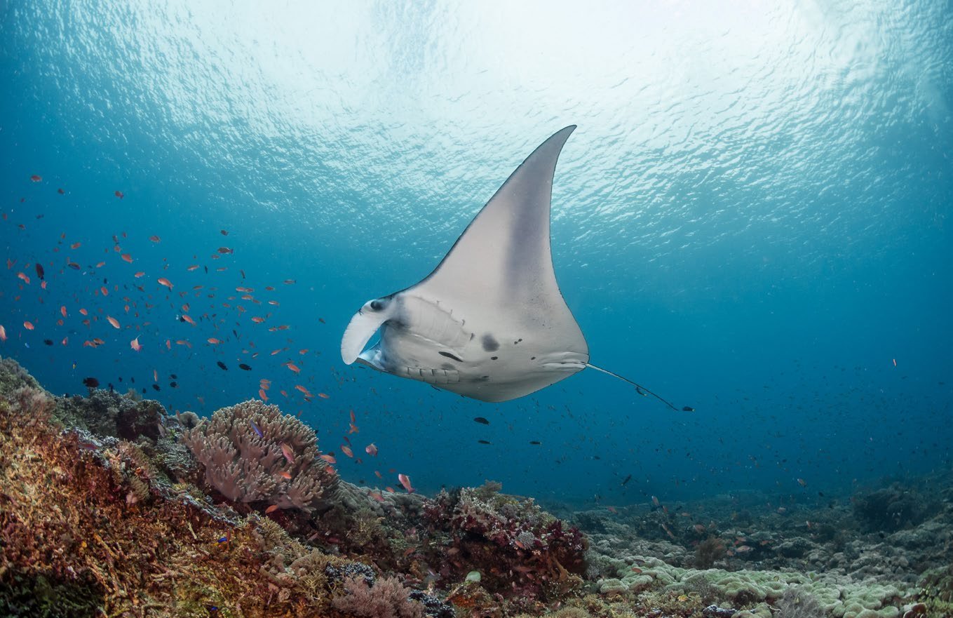 Manta tourism