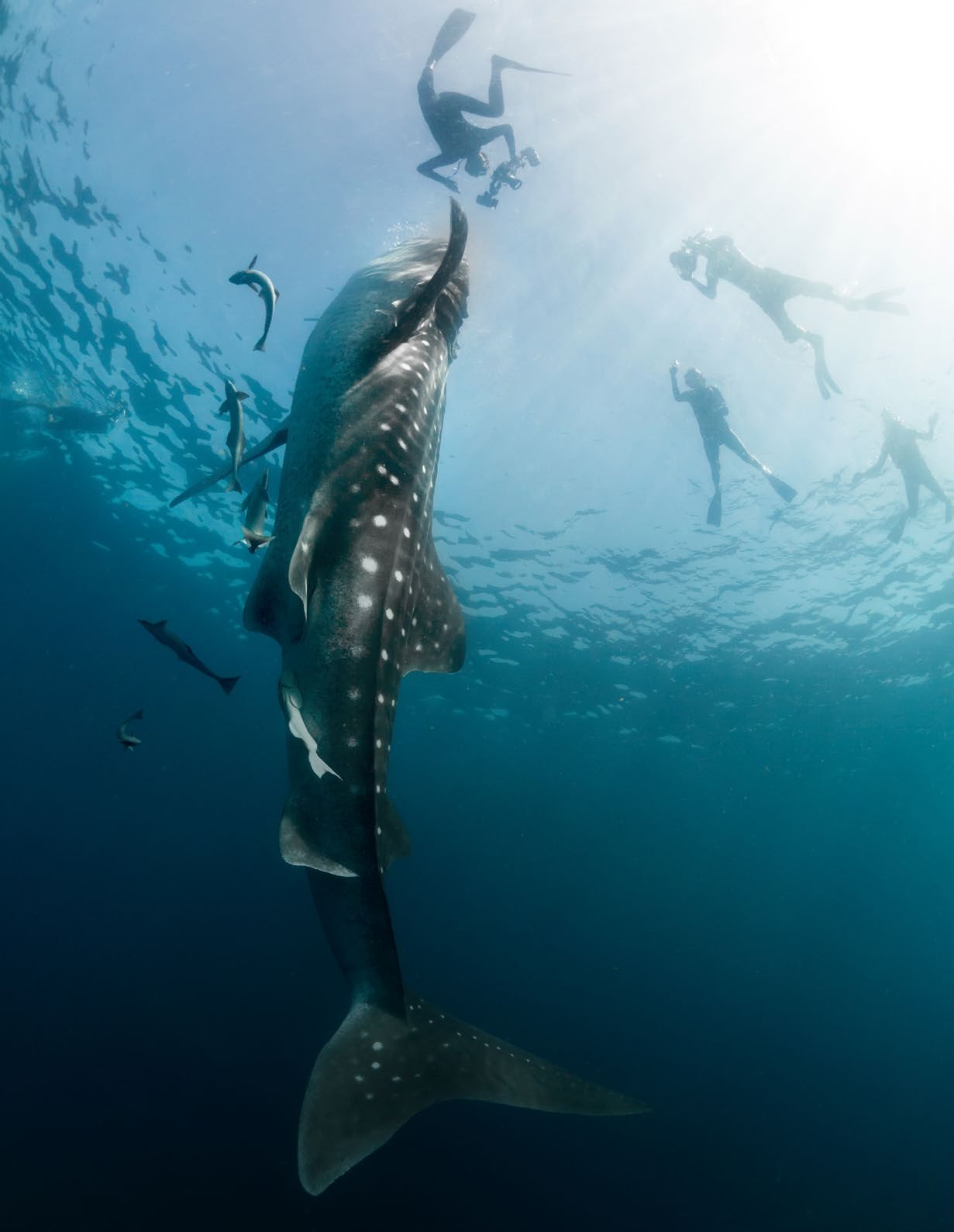 Whale sharks feeding at the surface off the Yucatan Peninsula