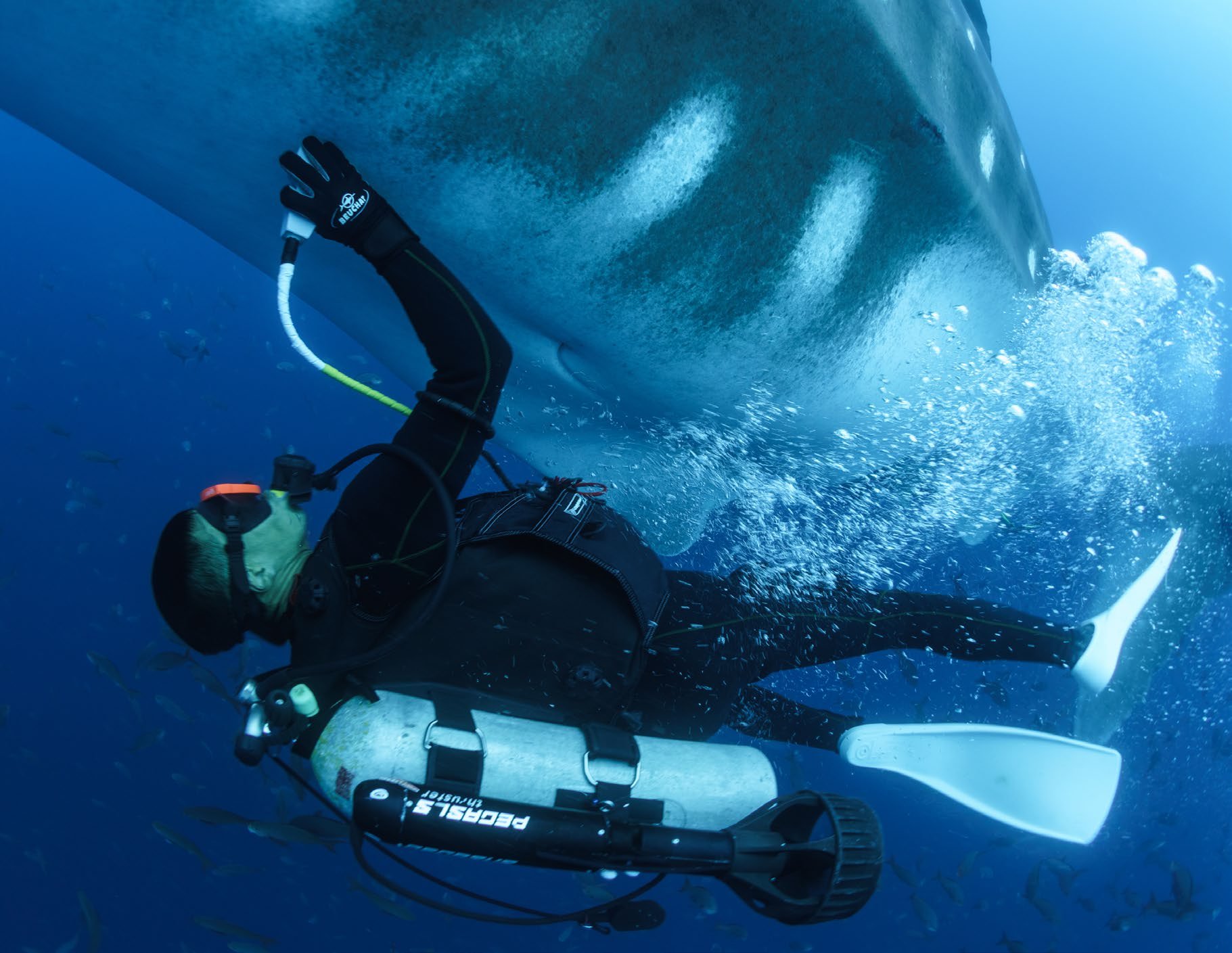 Dr. Rui Matsumoto ultrasounding a female whale shark