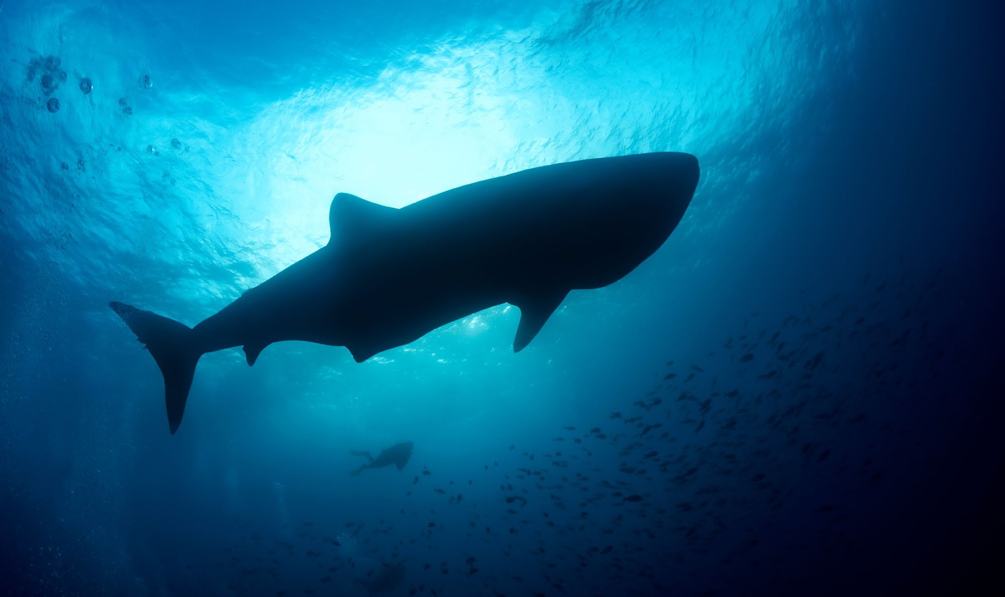 Whale shark at Darwin Arch