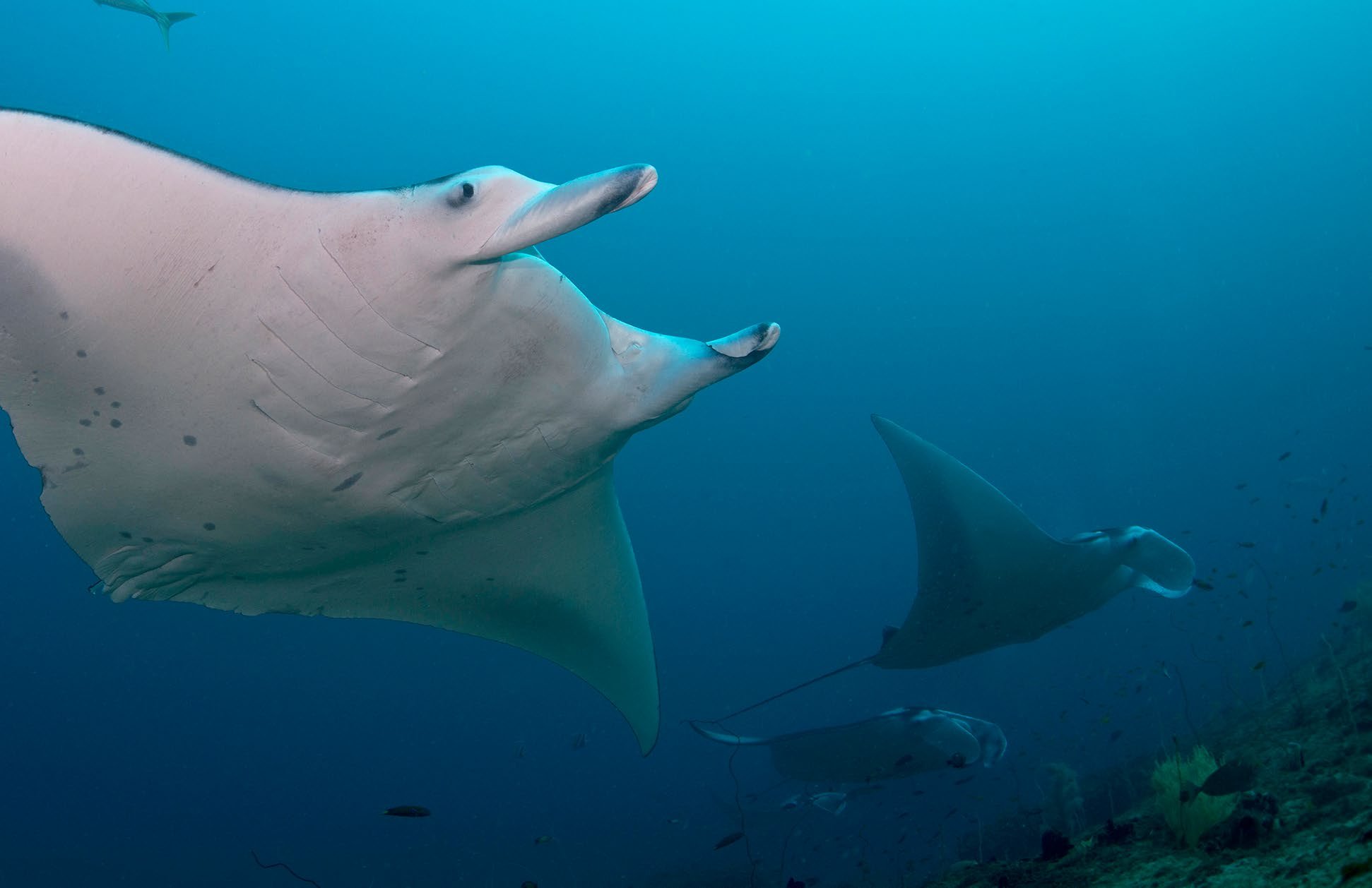 Reef manta ray