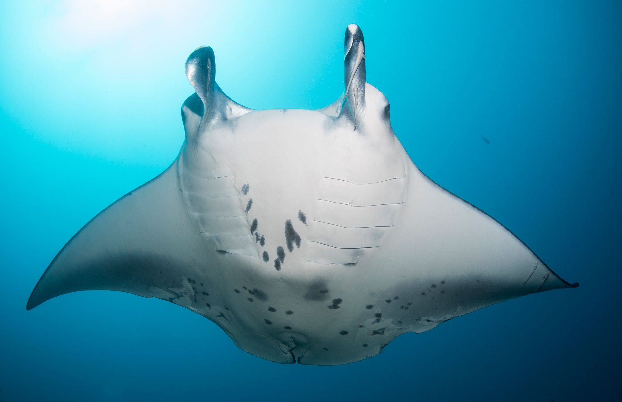 Reef manta ray in the waters of southern Mozambique