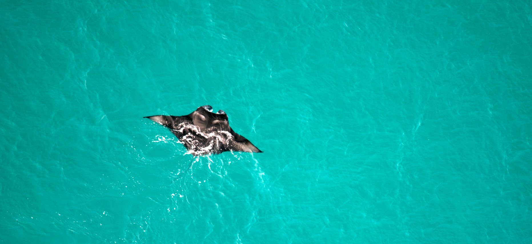 Janneman Conradie spots a manta. Can you see it?