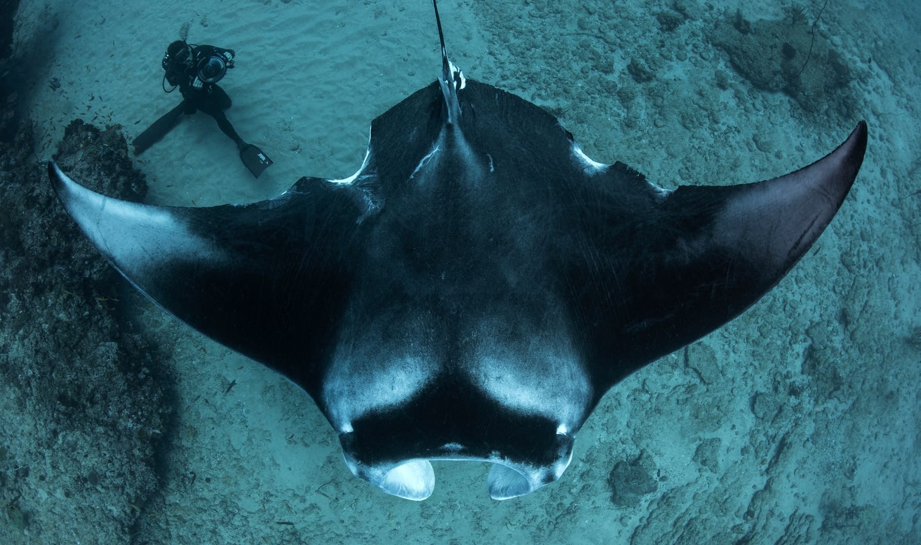 Mantas remain under threat in Mozambique