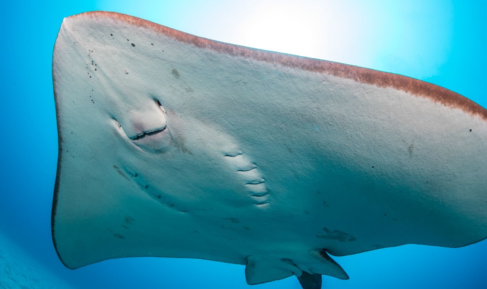 The underside of a smalleye stingray