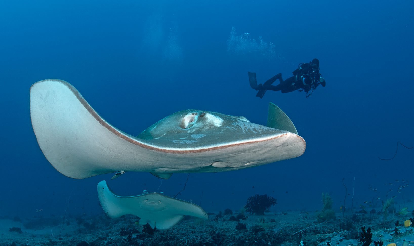 Janneman Conradie filming a smalleye stingray, with whipray follower