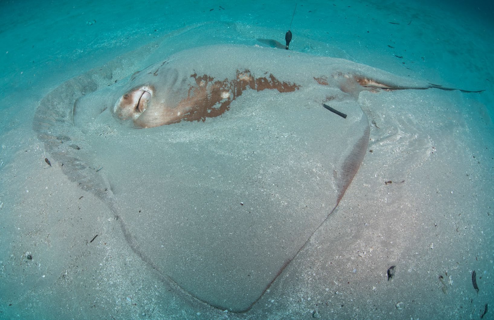Smalleye stingray double-tagged with an acoustic and satellite tag