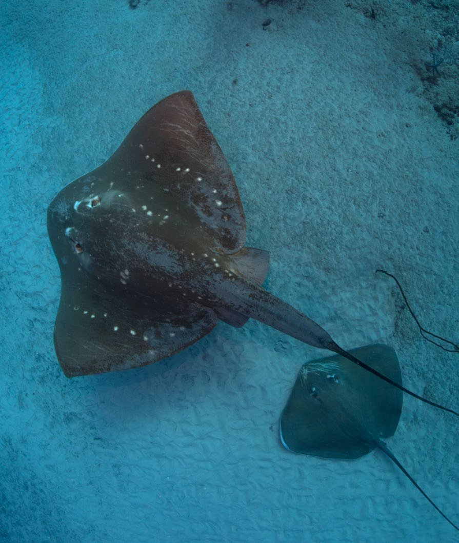 Smalleye stingray and whipray follower