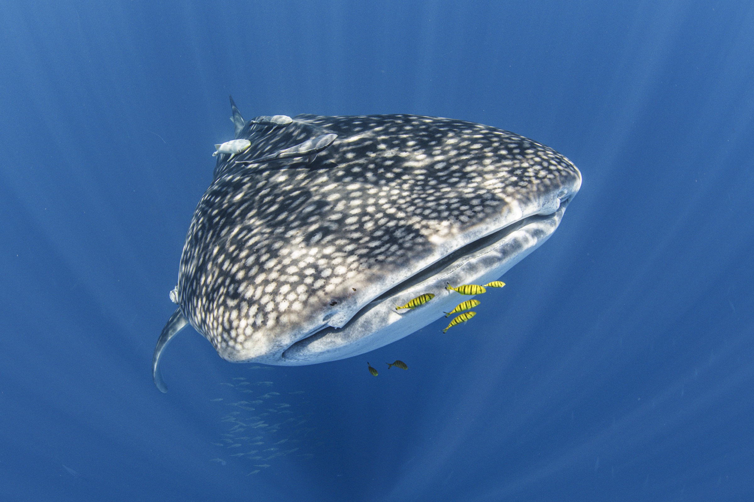 Cenderawasih Bay expedition